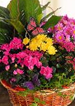 Blooming Garden Baskets