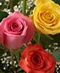 Roses