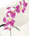 Orchid Plants