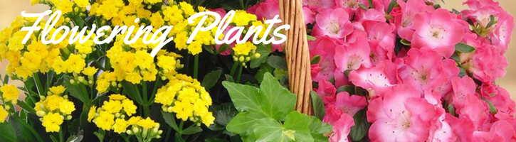Flowering Plants