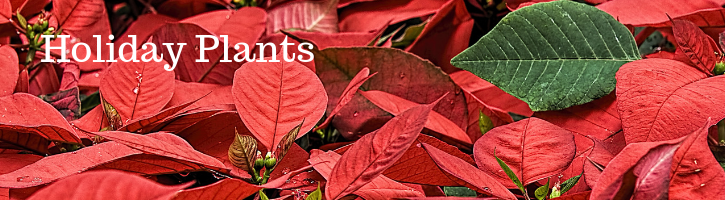 Holiday Plants 