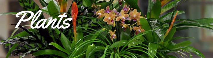 Sympathy Plants