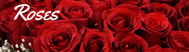 Valentine Roses