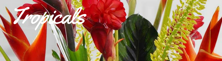 Tropicals/ Exotics