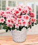 Outdoor Plants