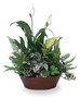 Sympathy Plants