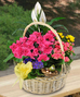 Spring Plants
