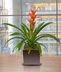 Tropical/Exotic