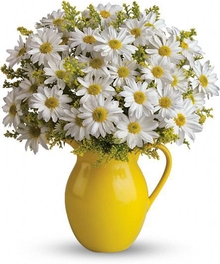 Sunny Daisies