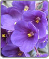 African Violet