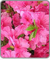 Azalea