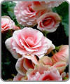 Begonia