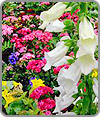 Blooming Plants