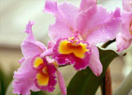 Cattleya Orchids