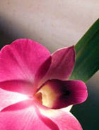 Dendrobium Orchids