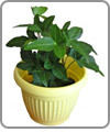 Dish Gardens
