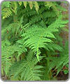 Ferns