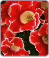 Gloxinias
