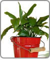 Green Foliage