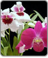 Orchid