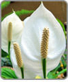Peace Lilies