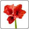 Amaryllis