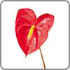 Anthurium