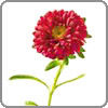 Aster
