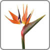 Birds of Paradise