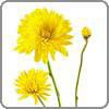 Chrysanthemum, Cushion