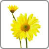 Chrysanthemum, Daisy
