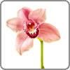 Orchid, Cymbidium