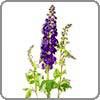 Delphinium, Hybrid