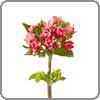 Bouvardia, Double