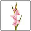 Gladiolus