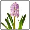 Hyacinth