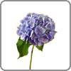 Hydrangea