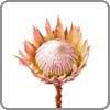 Protea, King