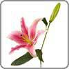 Lily, Oriental