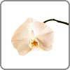 Orchid, Phalaenopsis