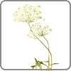 Queen Anne's Lace