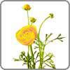 Ranunculus