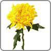 Chrysanthemum, Standard