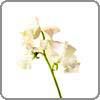 Sweet Pea