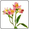 Alstroemeria