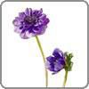Anemone