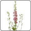 Larkspur