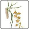 Orchid, Oncidium